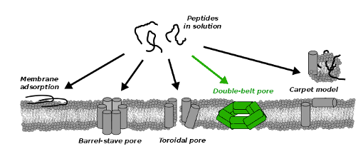 coarse_grained_pores