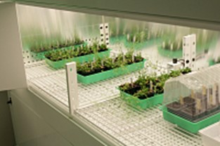 Phytotron with closed cultivation banks and fluorescent lights (A2)