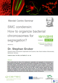 Mendel Cente Seminar - SMC condensin: How to organize bacterial chromosomes for segregation?